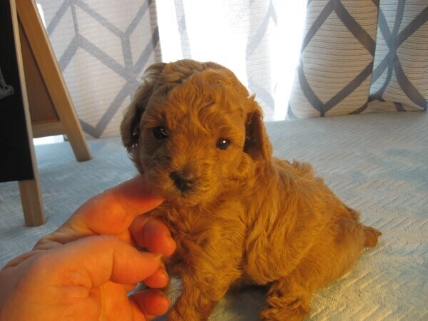 Miniature Poodle Puppies Ready text us.. +1216-516-8080