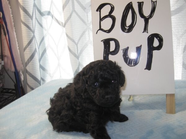 Miniature Poodle Puppies Ready text us.. +1216-516-8080
