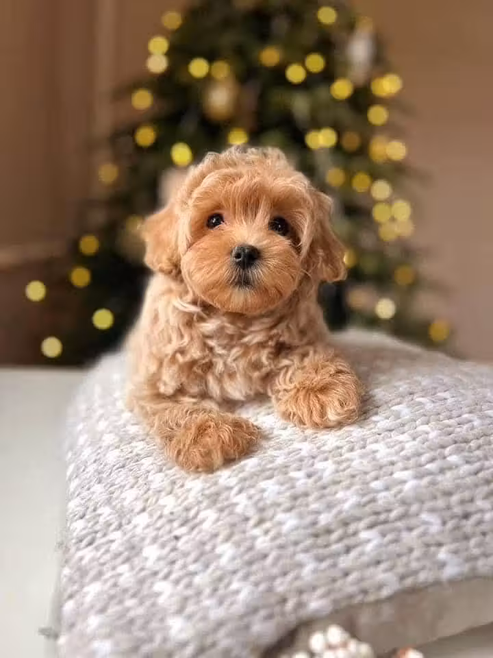 Adorable male and female poodle puppies