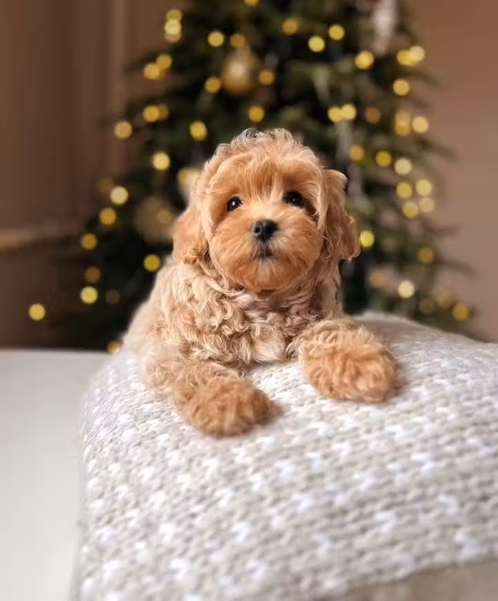 Adorable male and female poodle puppies