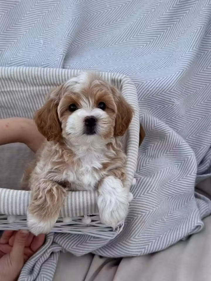 Adorable male and female poodle puppies