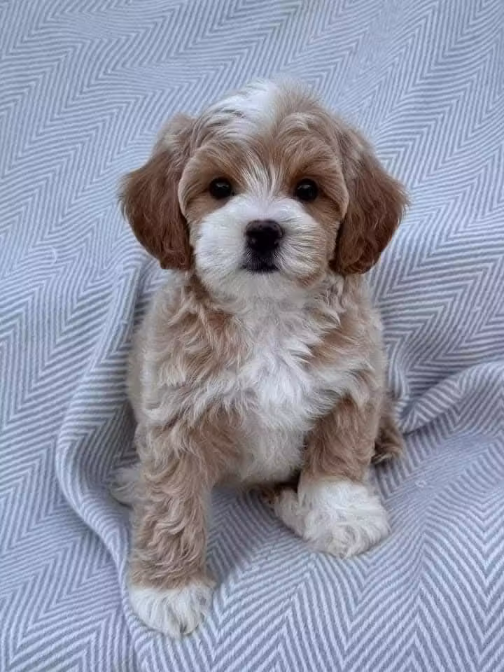 Adorable male and female poodle puppies