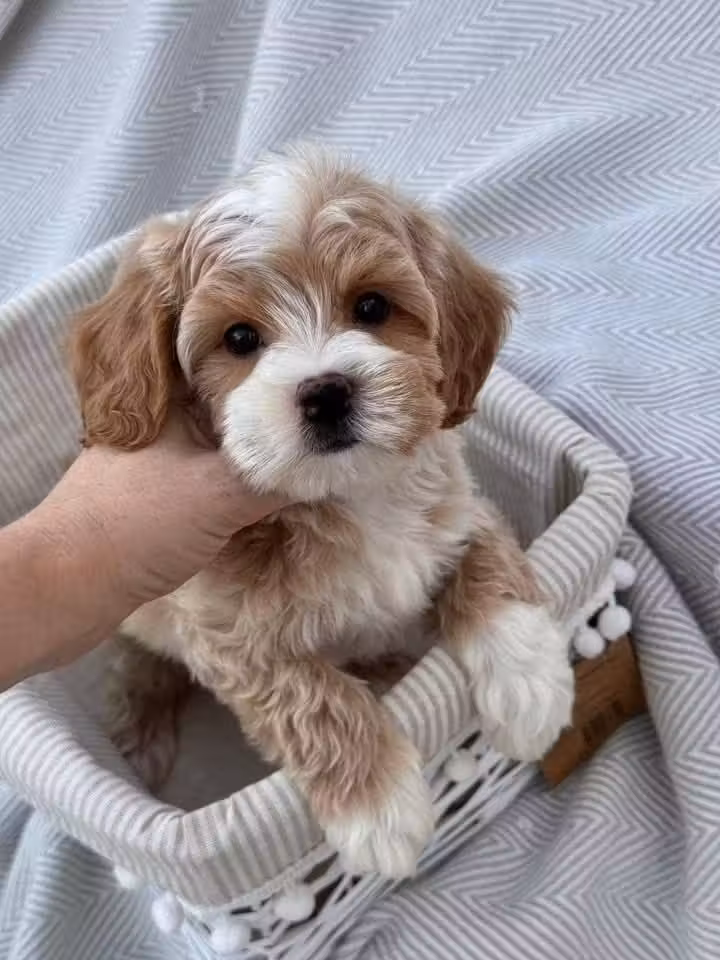 Adorable male and female poodle puppies
