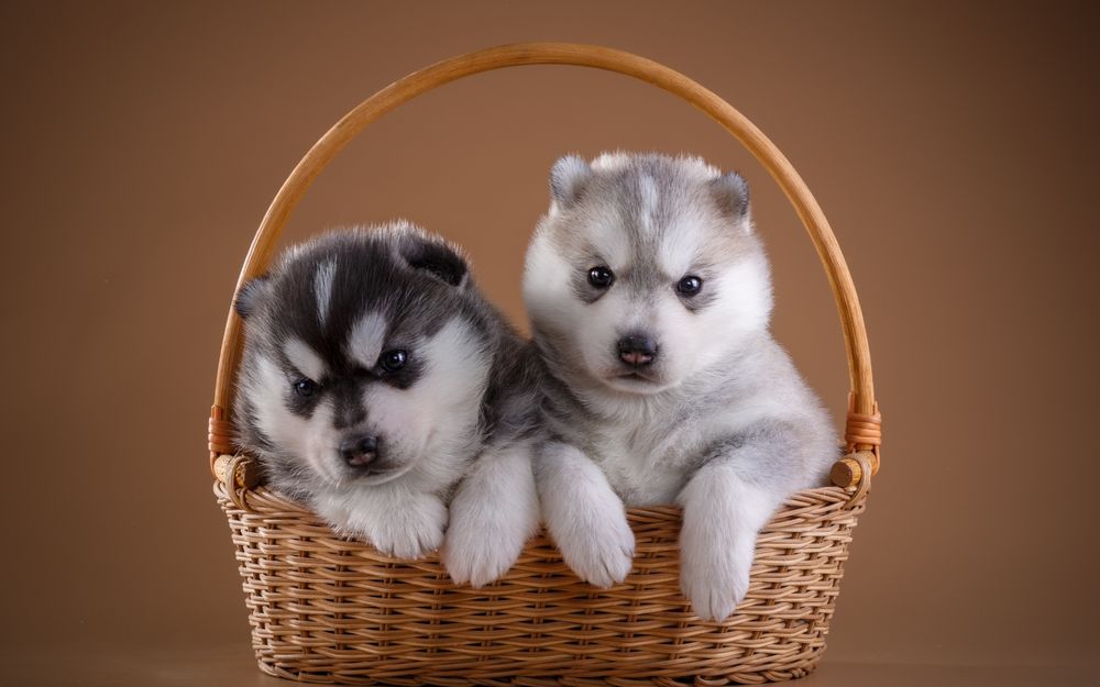 Puppy parents