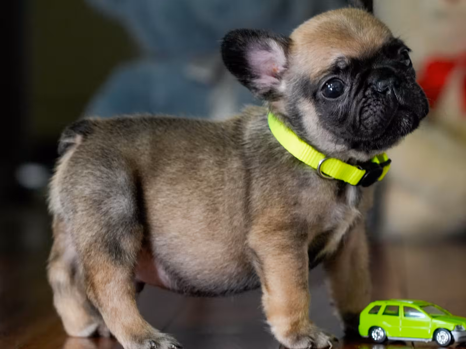 Fawn Male French Bulldog born on May 22, 2026