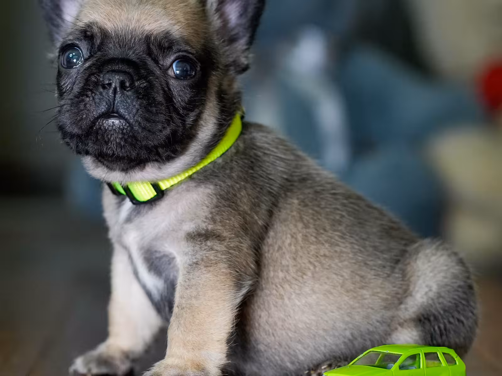 Fawn Male French Bulldog born on May 22, 2026