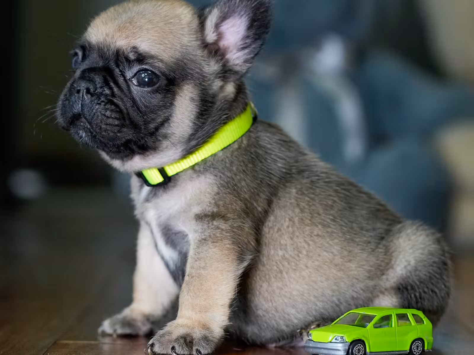 Fawn Male French Bulldog born on May 22, 2026
