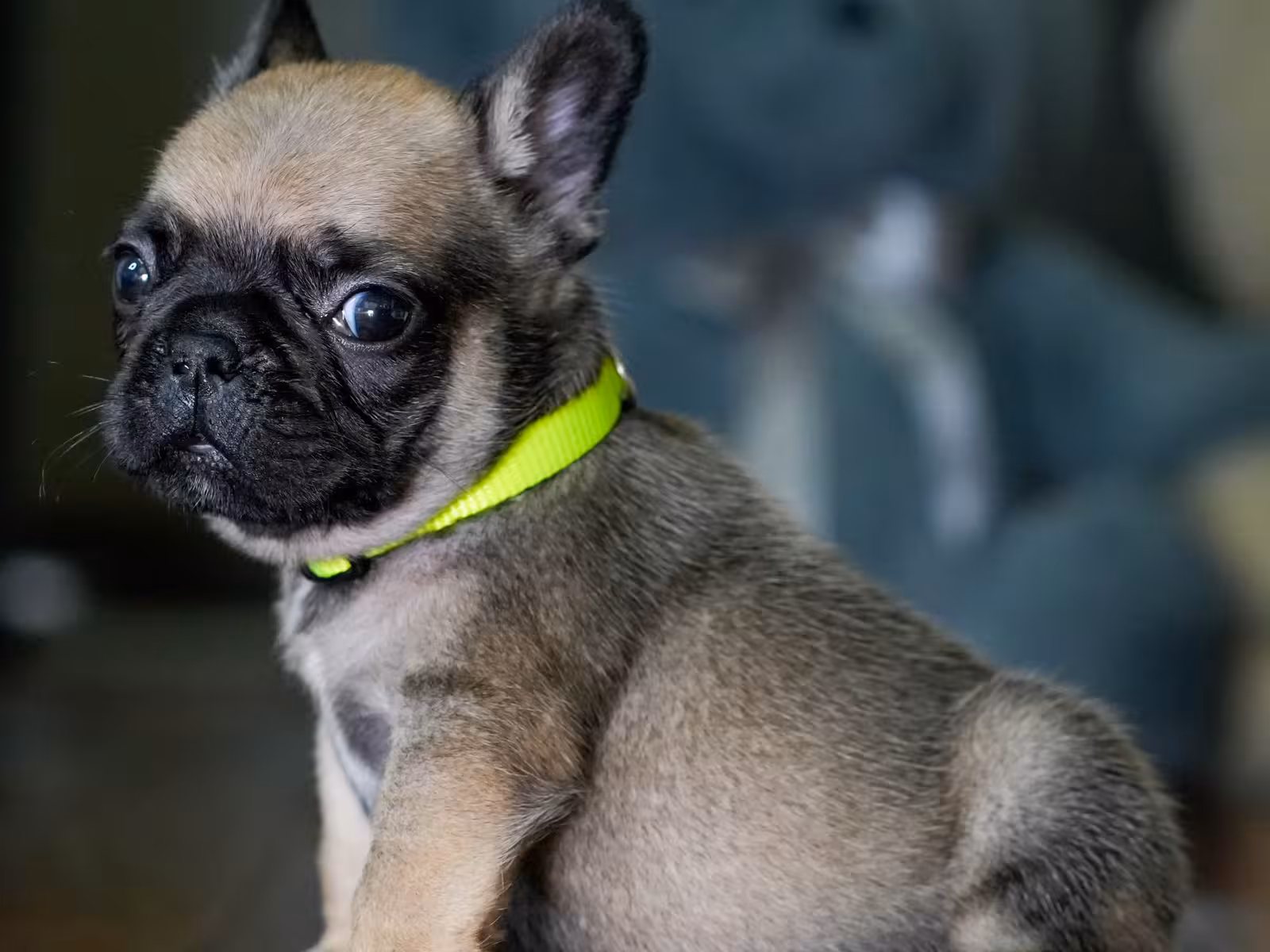 Fawn Male French Bulldog born on May 22, 2026