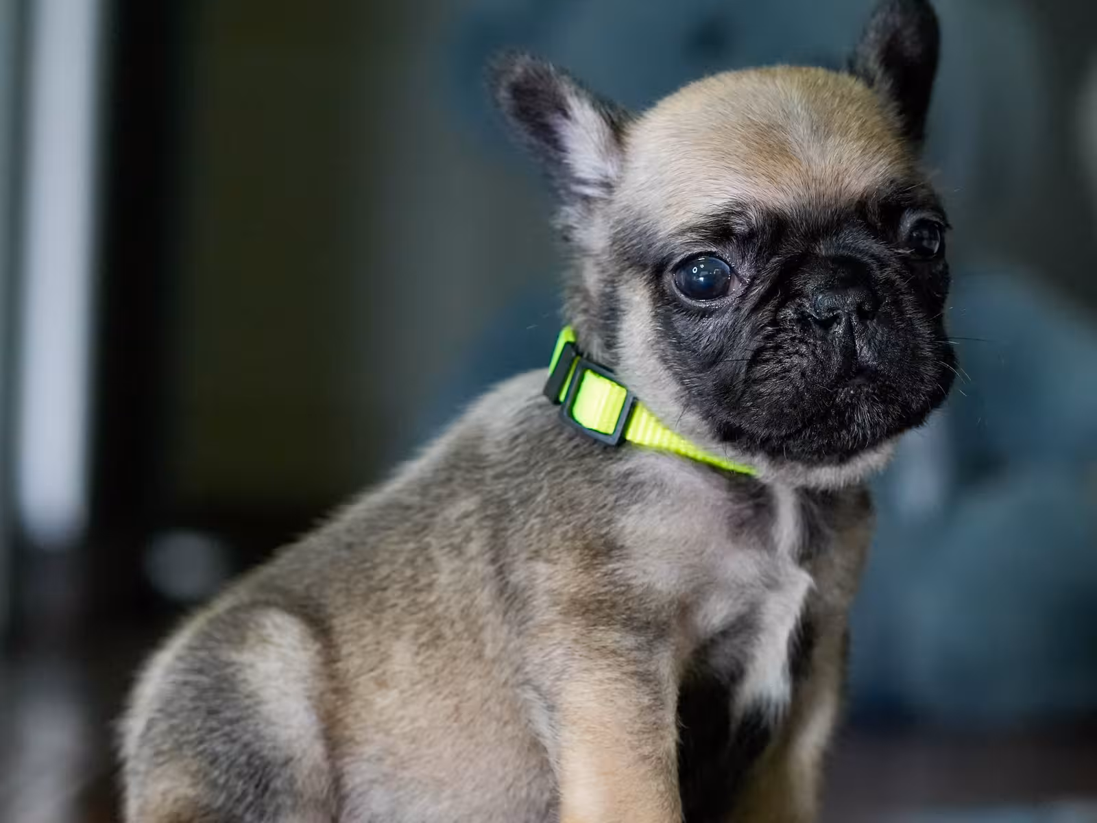 Fawn Male French Bulldog born on May 22, 2026