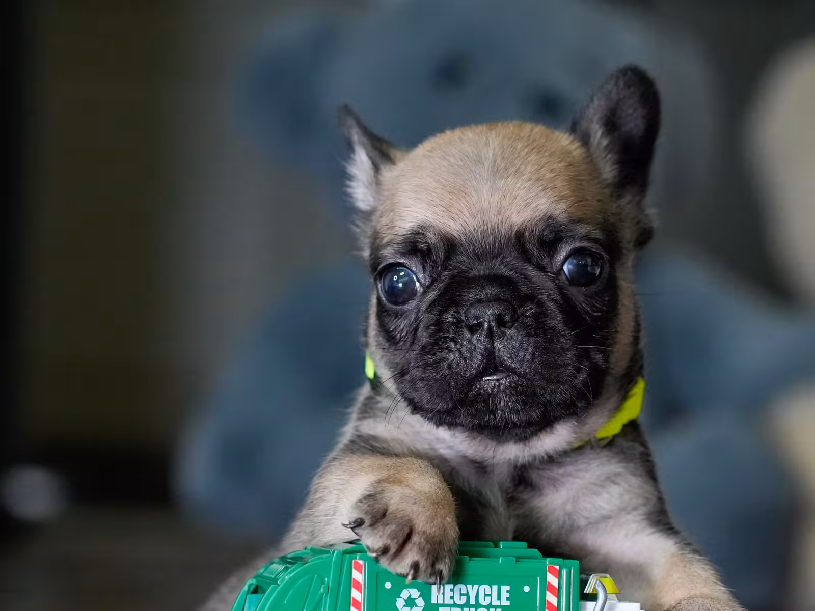Fawn Male French Bulldog born on May 22, 2026