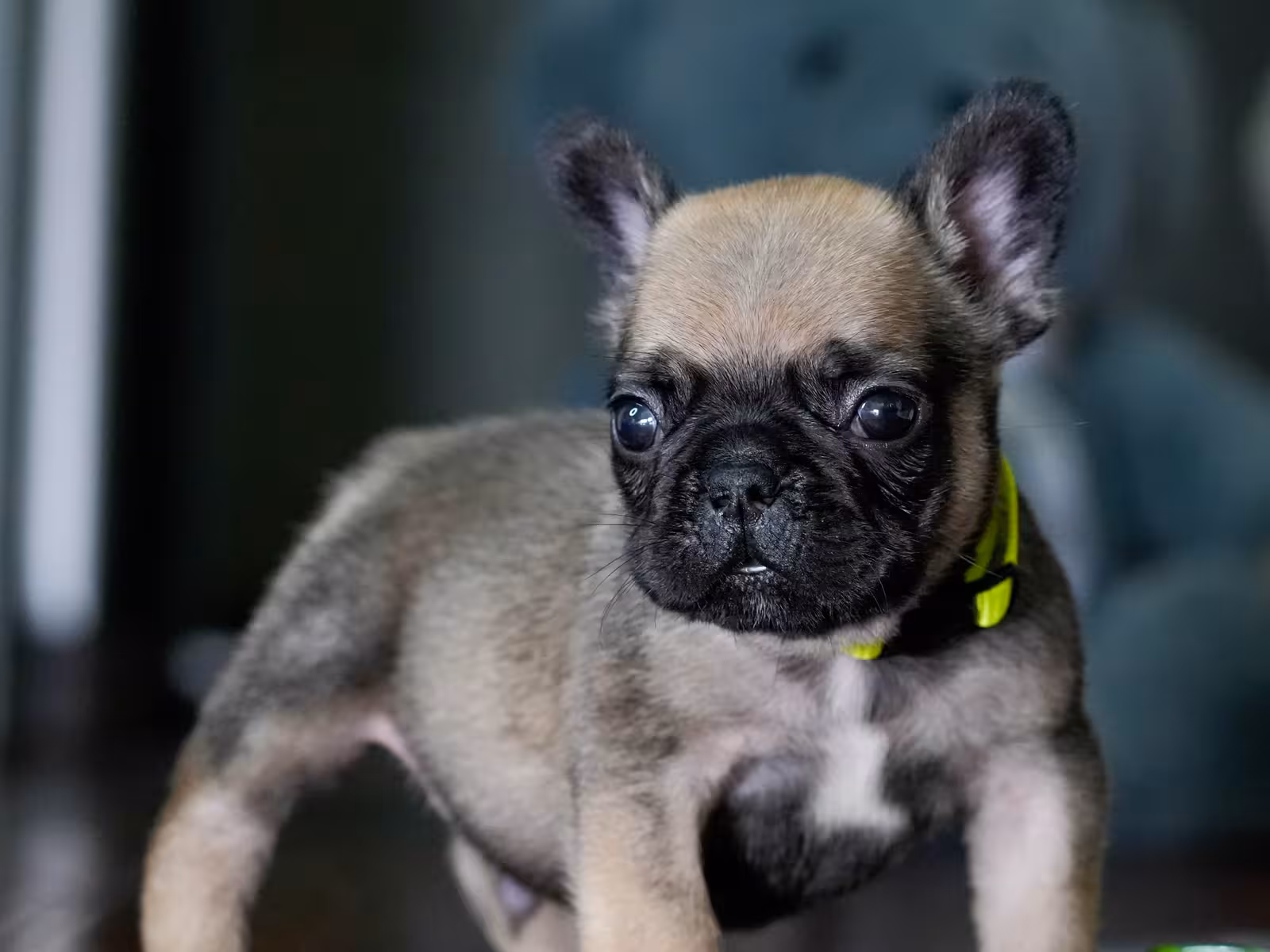 Fawn Male French Bulldog born on May 22, 2026