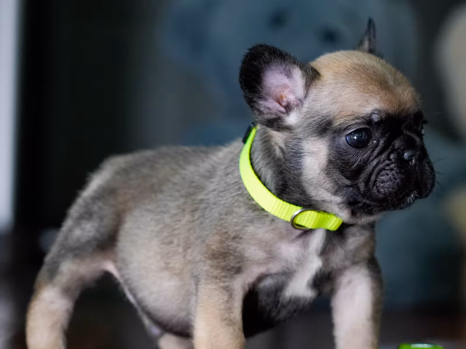 Fawn Male French Bulldog born on May 22, 2026