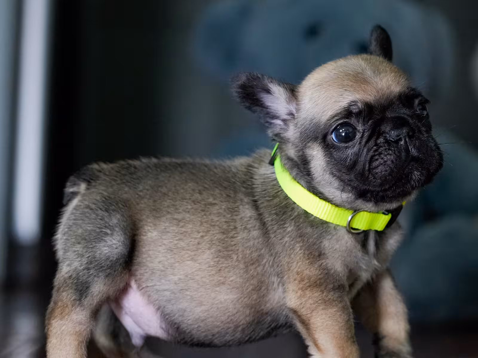 Fawn Male French Bulldog born on May 22, 2026