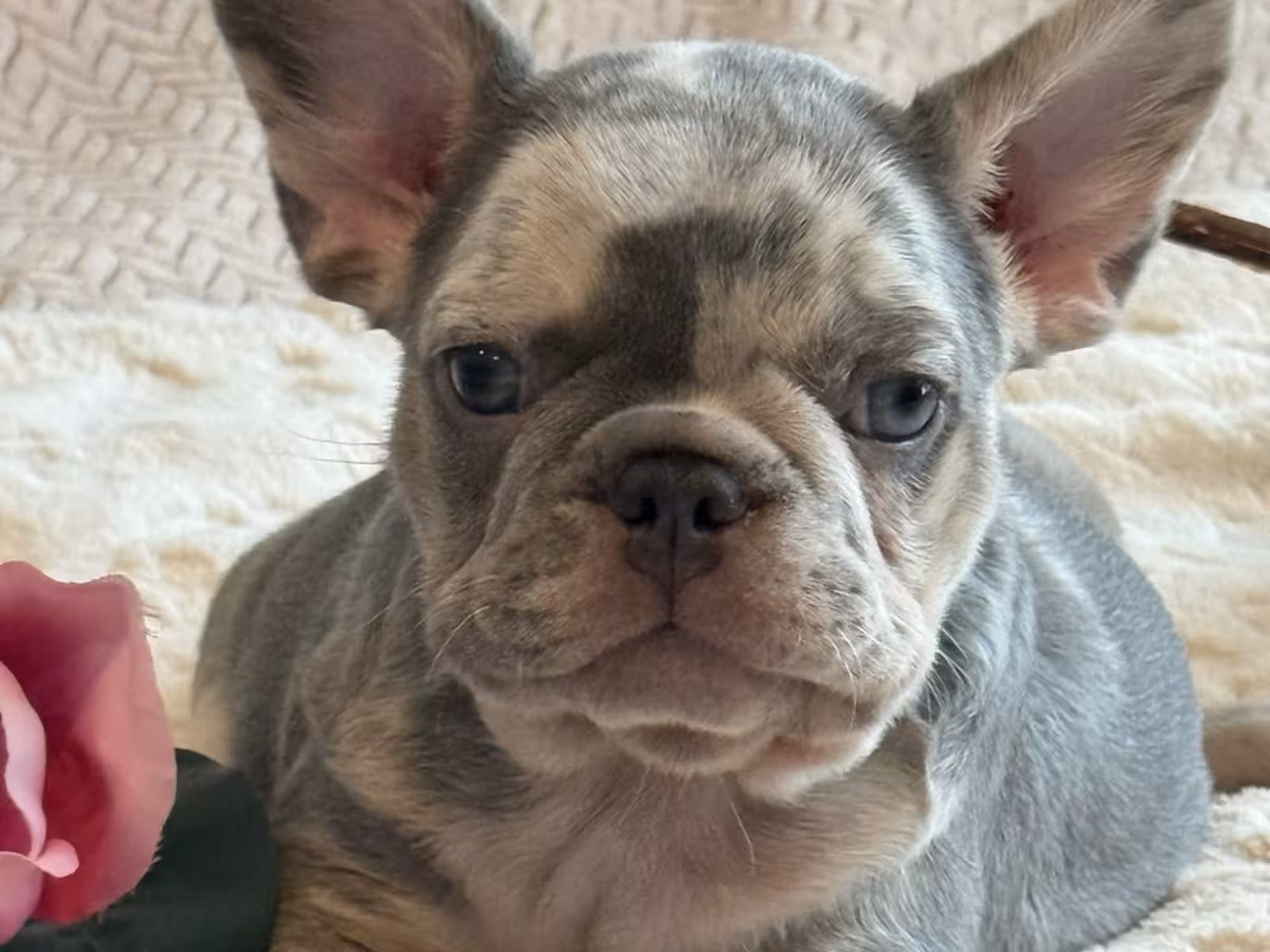 Frech Bulldog puppy Femal