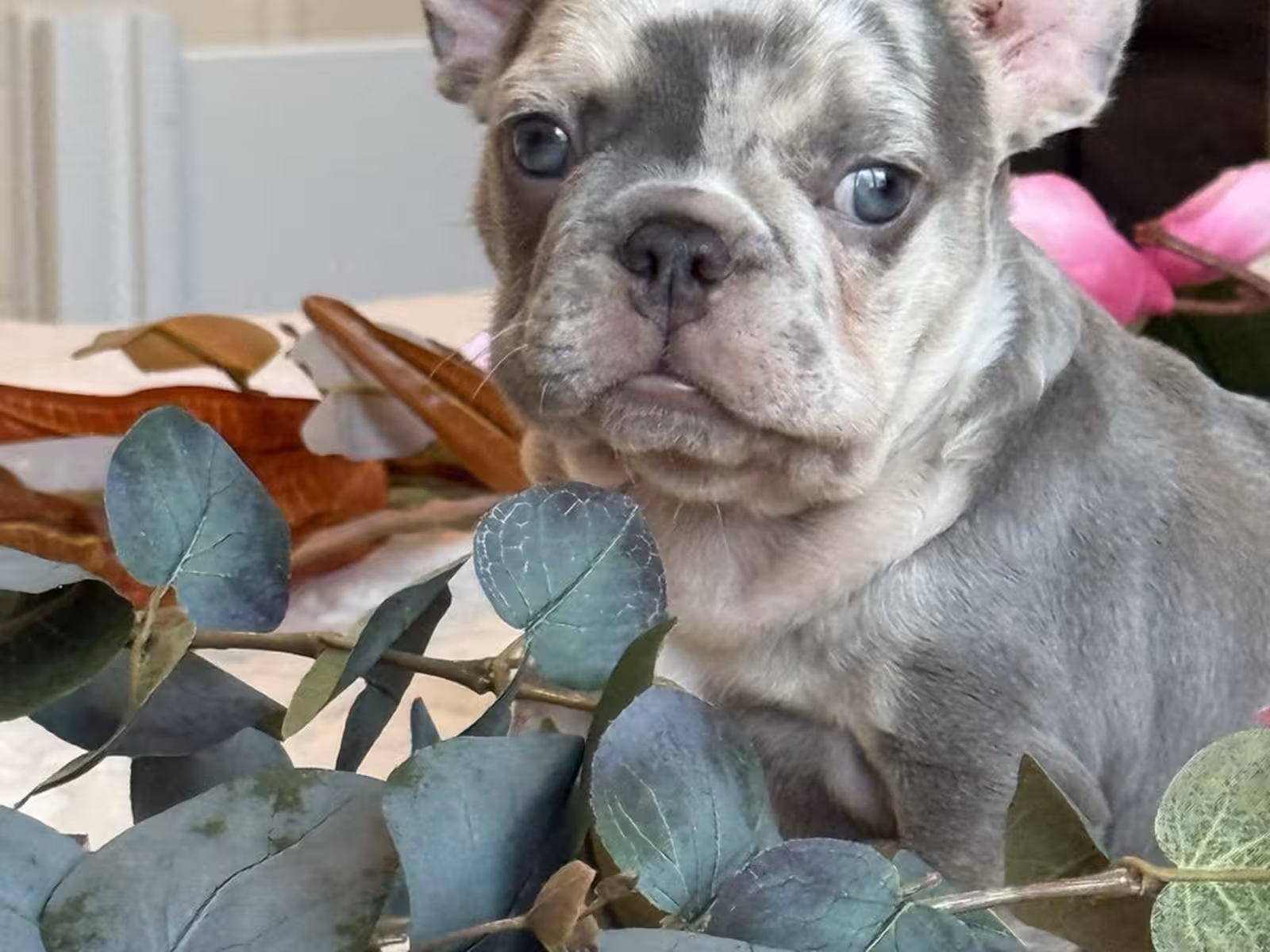 Frech Bulldog puppy Femal
