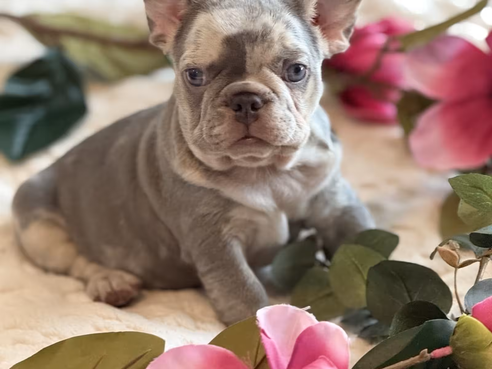 Frech Bulldog puppy Femal