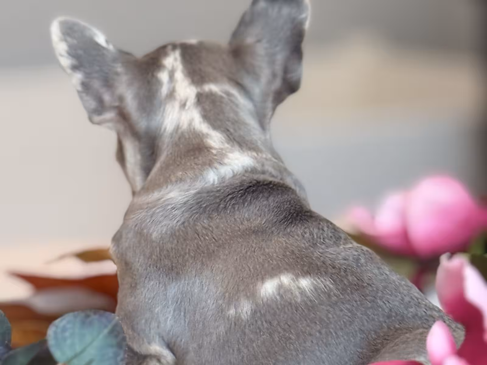 Frech Bulldog puppy Femal