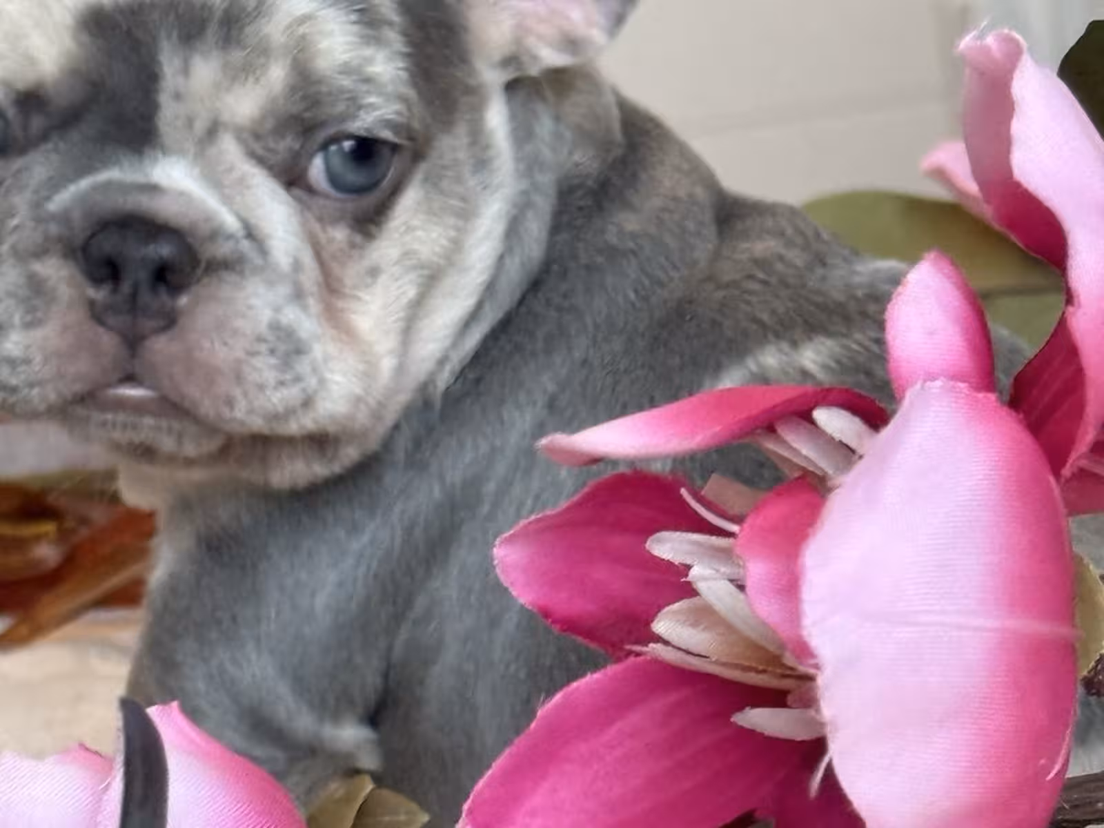 Frech Bulldog puppy Femal