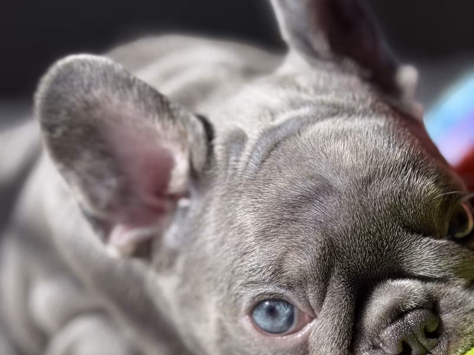 Frech Bulldog puppy Male