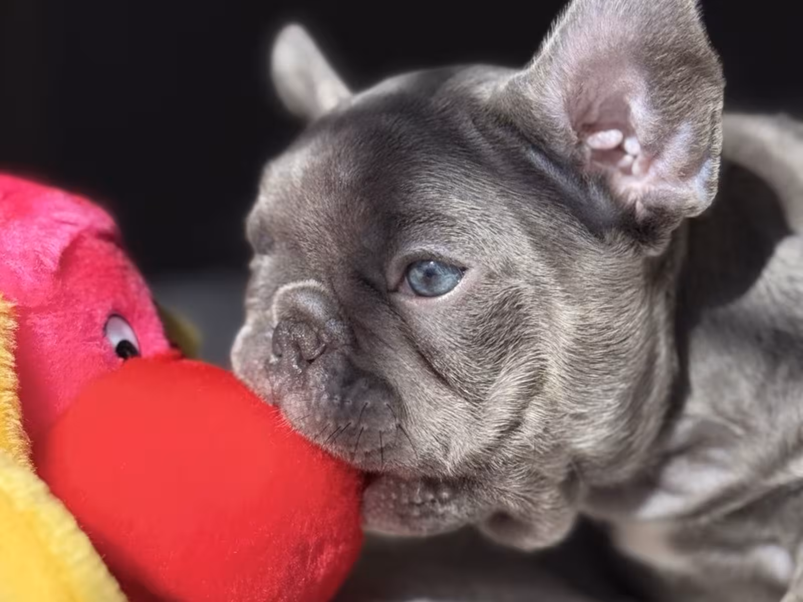 Frech Bulldog puppy Male