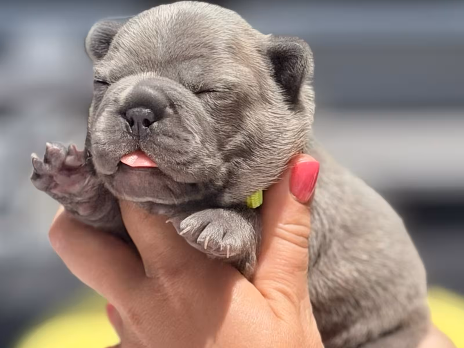 Rare Blue French Bulldog Male Puppy in Cumming, GA – Full AKC Registered