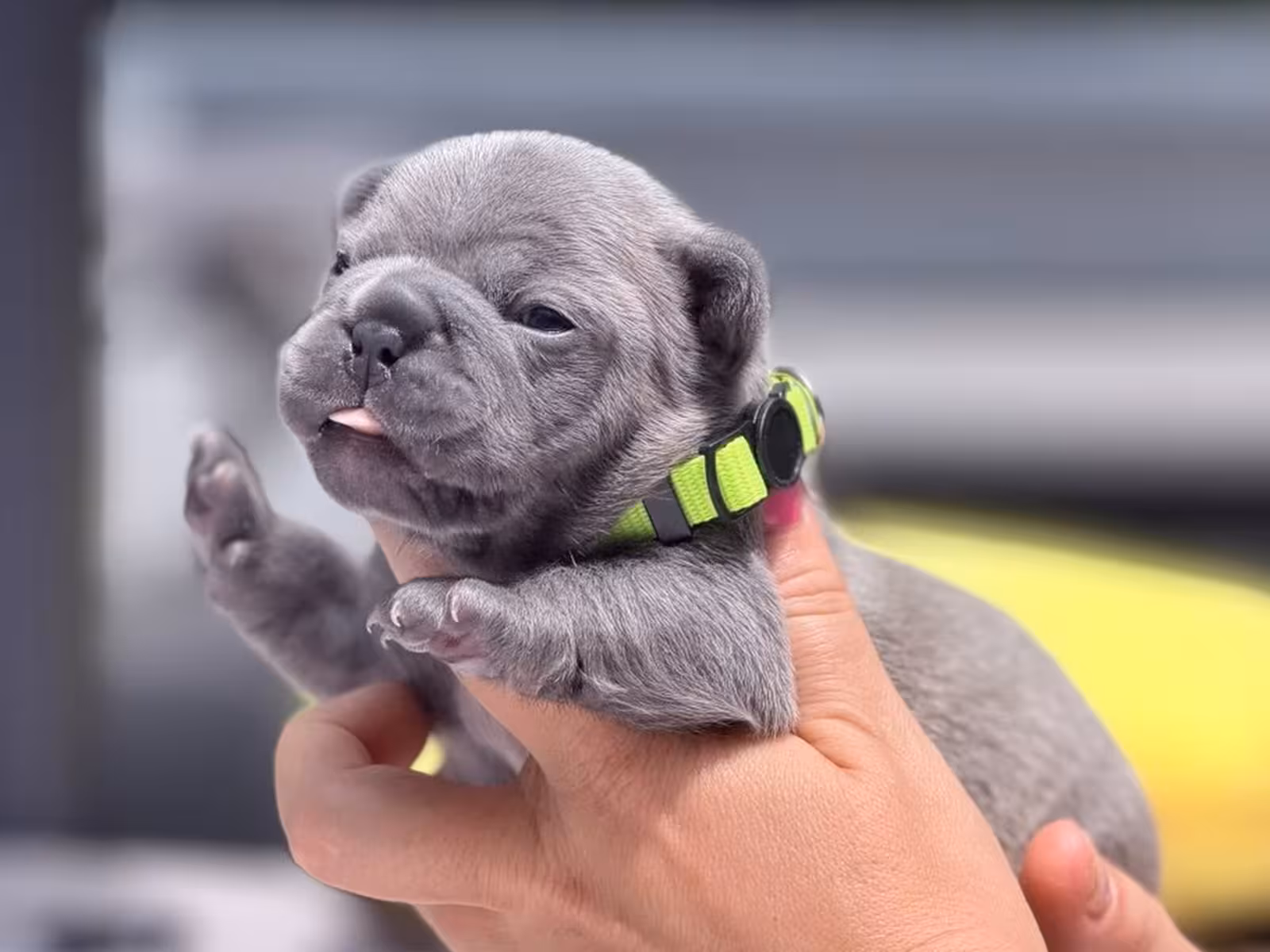 Rare Blue French Bulldog Male Puppy in Cumming, GA – Full AKC Registered