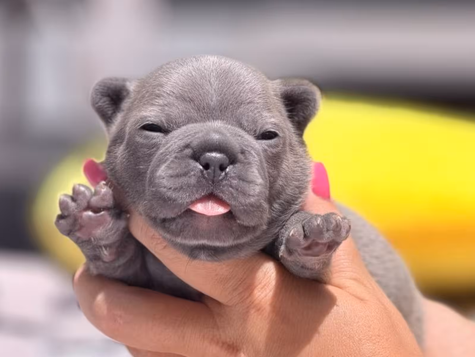 Rare Blue French Bulldog Male Puppy in Cumming, GA – Full AKC Registered