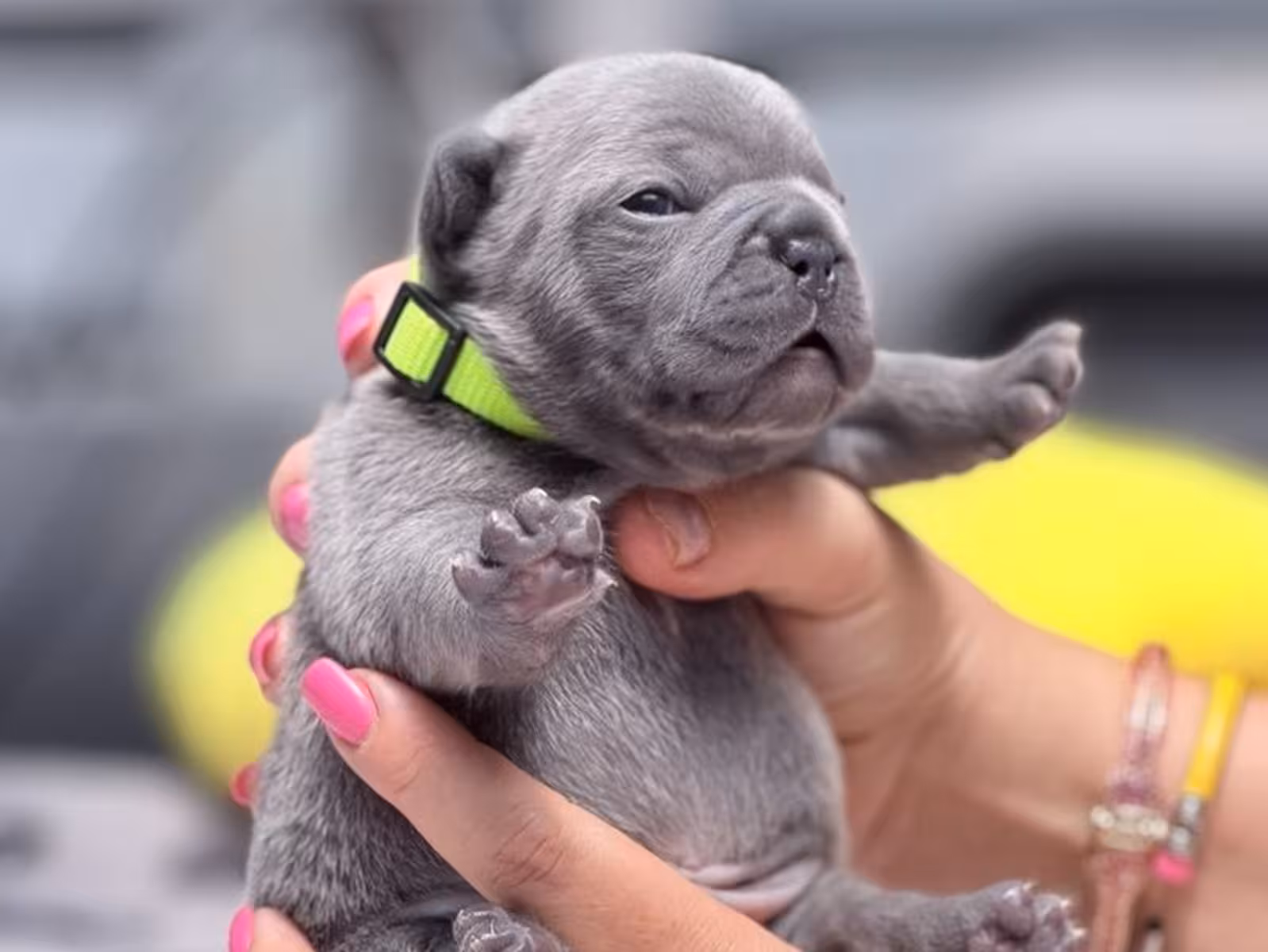 Rare Blue French Bulldog Male Puppy in Cumming, GA – Full AKC Registered