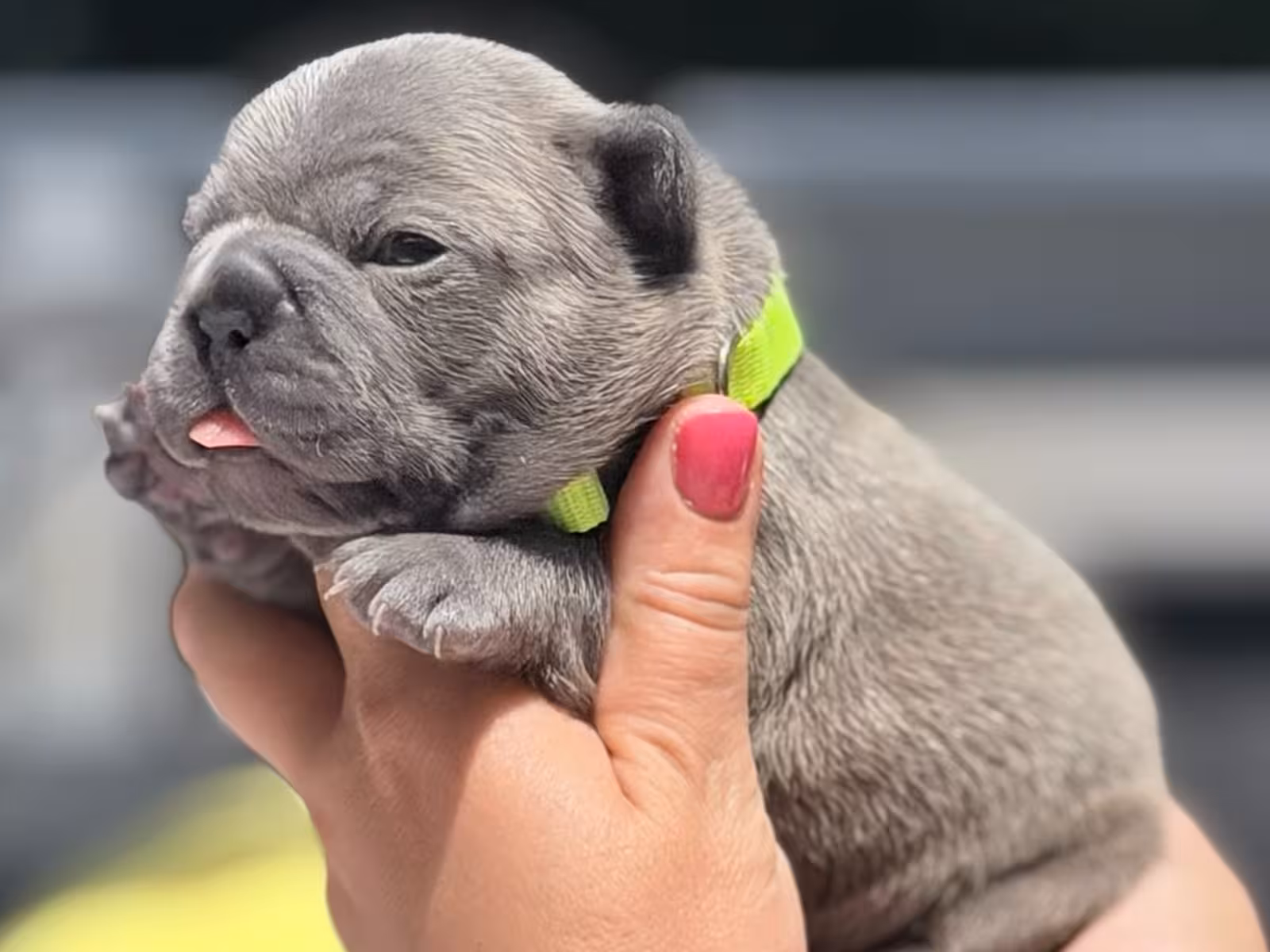 Rare Blue French Bulldog Male Puppy in Cumming, GA – Full AKC Registered