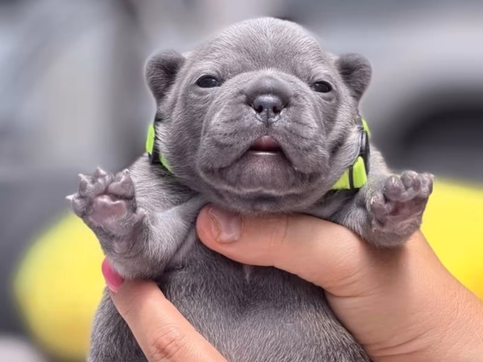 Rare Blue French Bulldog Male Puppy in Cumming, GA – Full AKC Registered