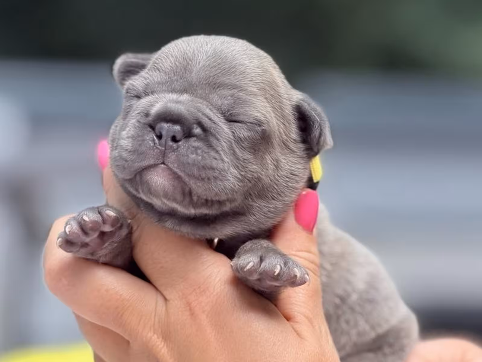 Stunning Blue French Bulldog Male Puppy in Cumming, GA – AKC Registered