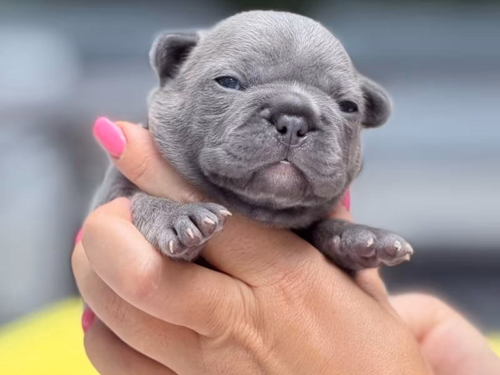 Stunning Blue French Bulldog Male Puppy in Cumming, GA – AKC Registered