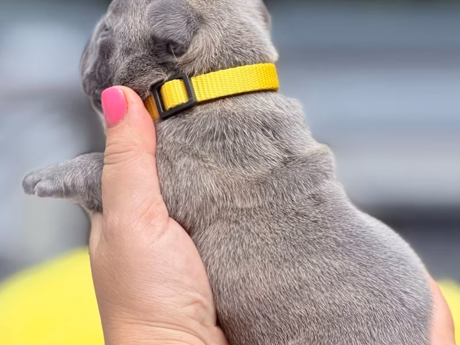 Stunning Blue French Bulldog Male Puppy in Cumming, GA – AKC Registered
