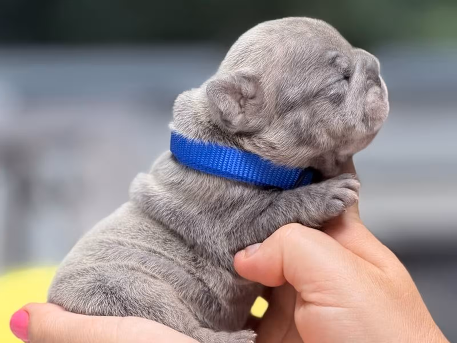 Rare Blue Merle French Bulldog Male Puppy | Full AKC | Cumming, GA
