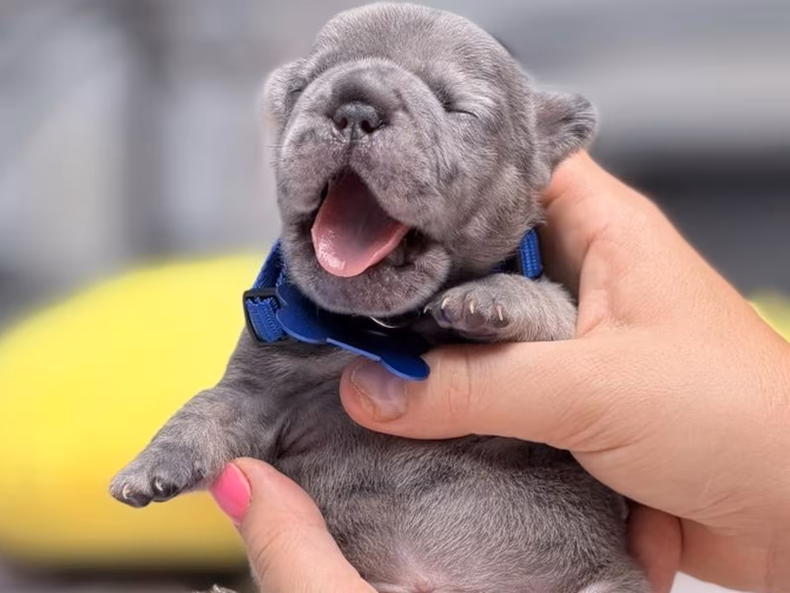 Rare Blue Merle French Bulldog Male Puppy | Full AKC | Cumming, GA