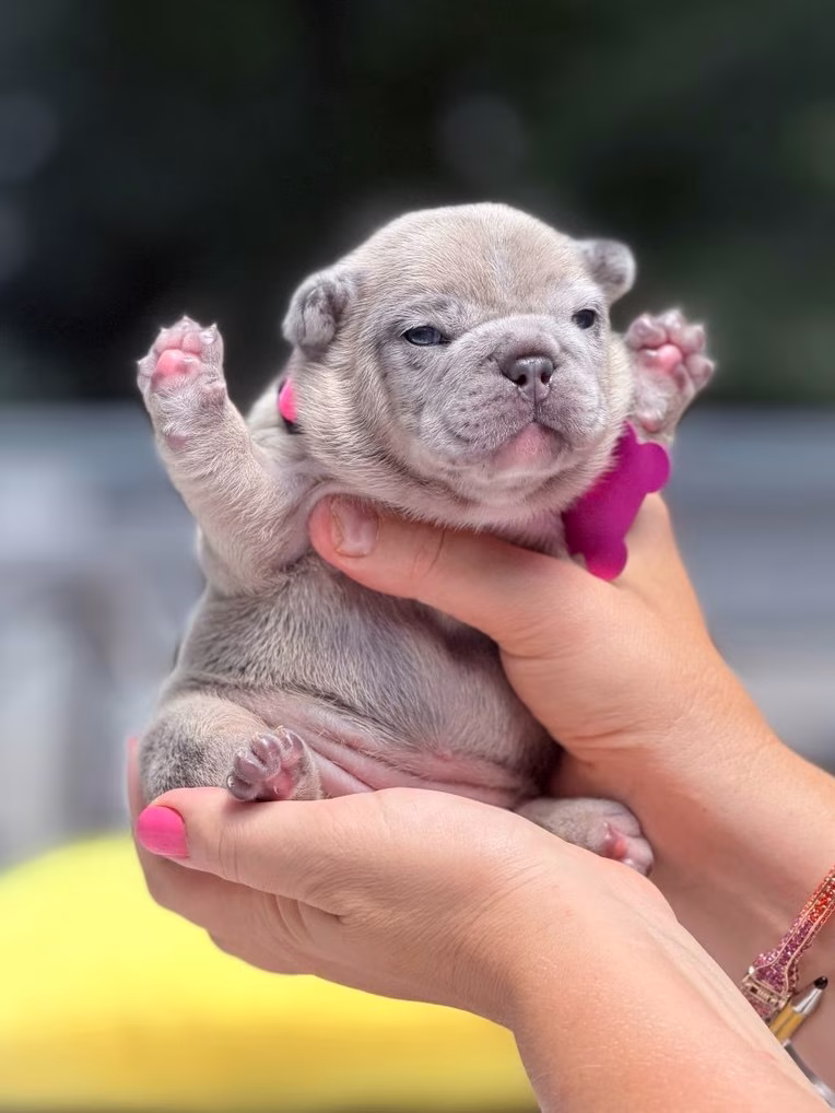 Stunning Fawn Merle French Bulldog Female Puppy | AKC Registered | Cumming, GA