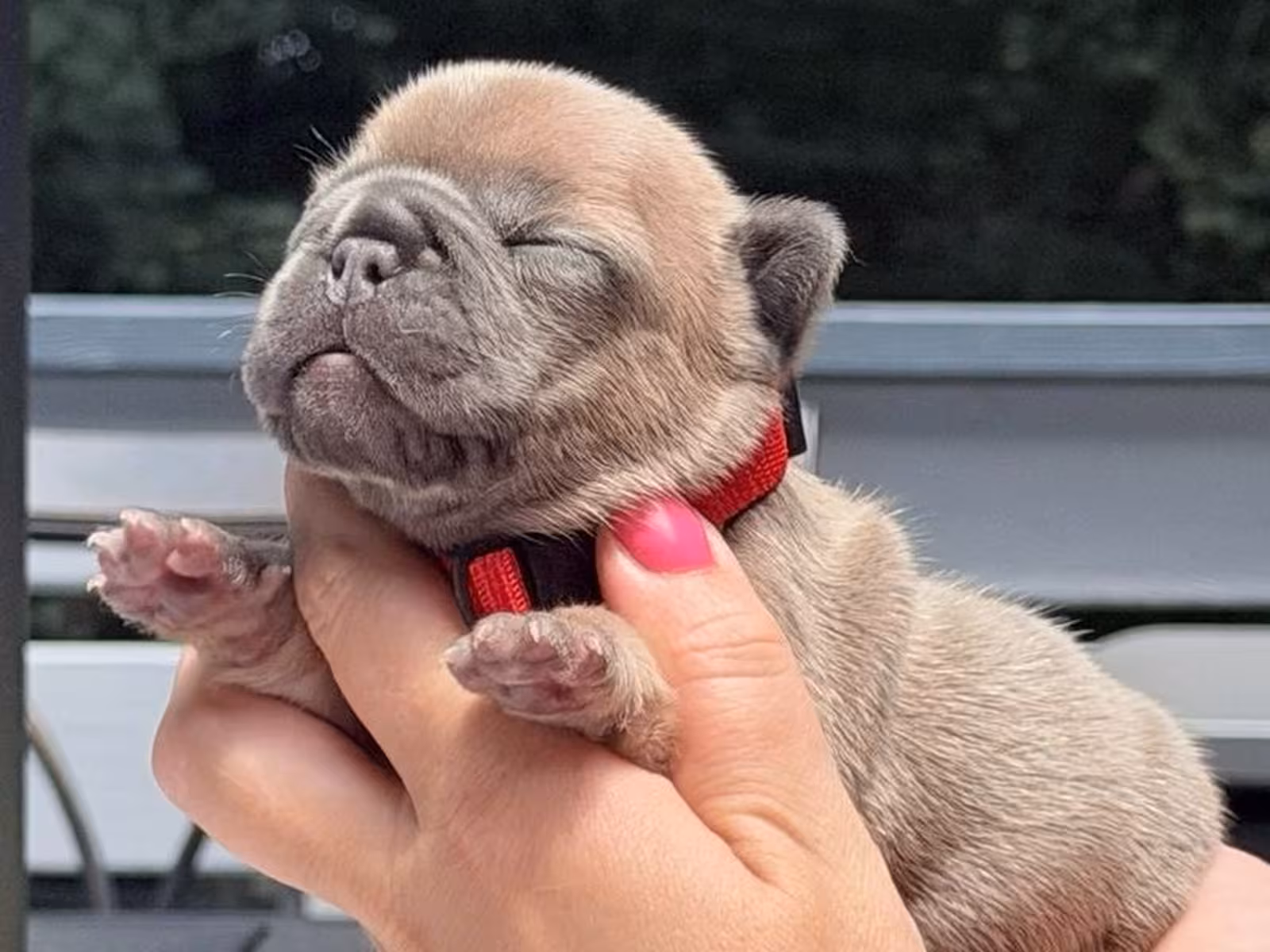 Adorable Fawn French Bulldog Female Puppy | AKC Registered | Cumming, GA