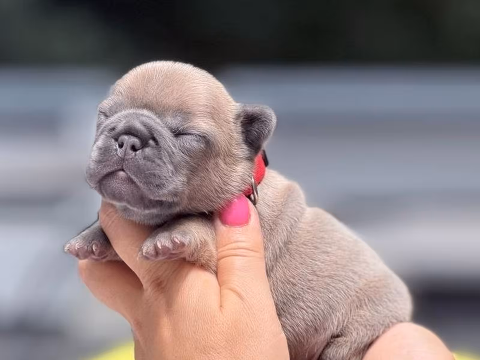 Adorable Fawn French Bulldog Female Puppy | AKC Registered | Cumming, GA