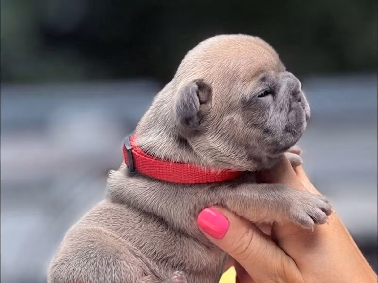 Adorable Fawn French Bulldog Female Puppy | AKC Registered | Cumming, GA