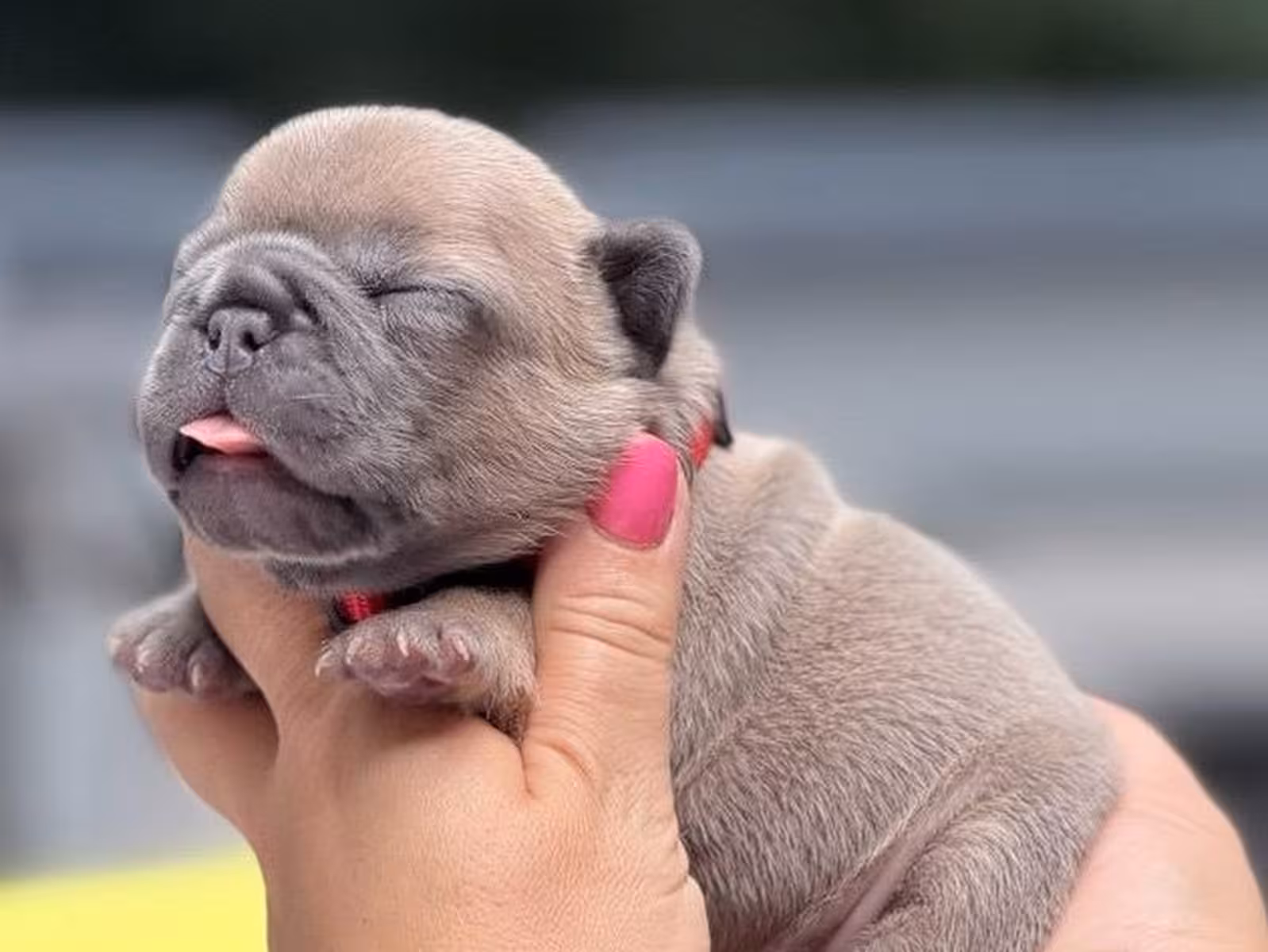 Adorable Fawn French Bulldog Female Puppy | AKC Registered | Cumming, GA