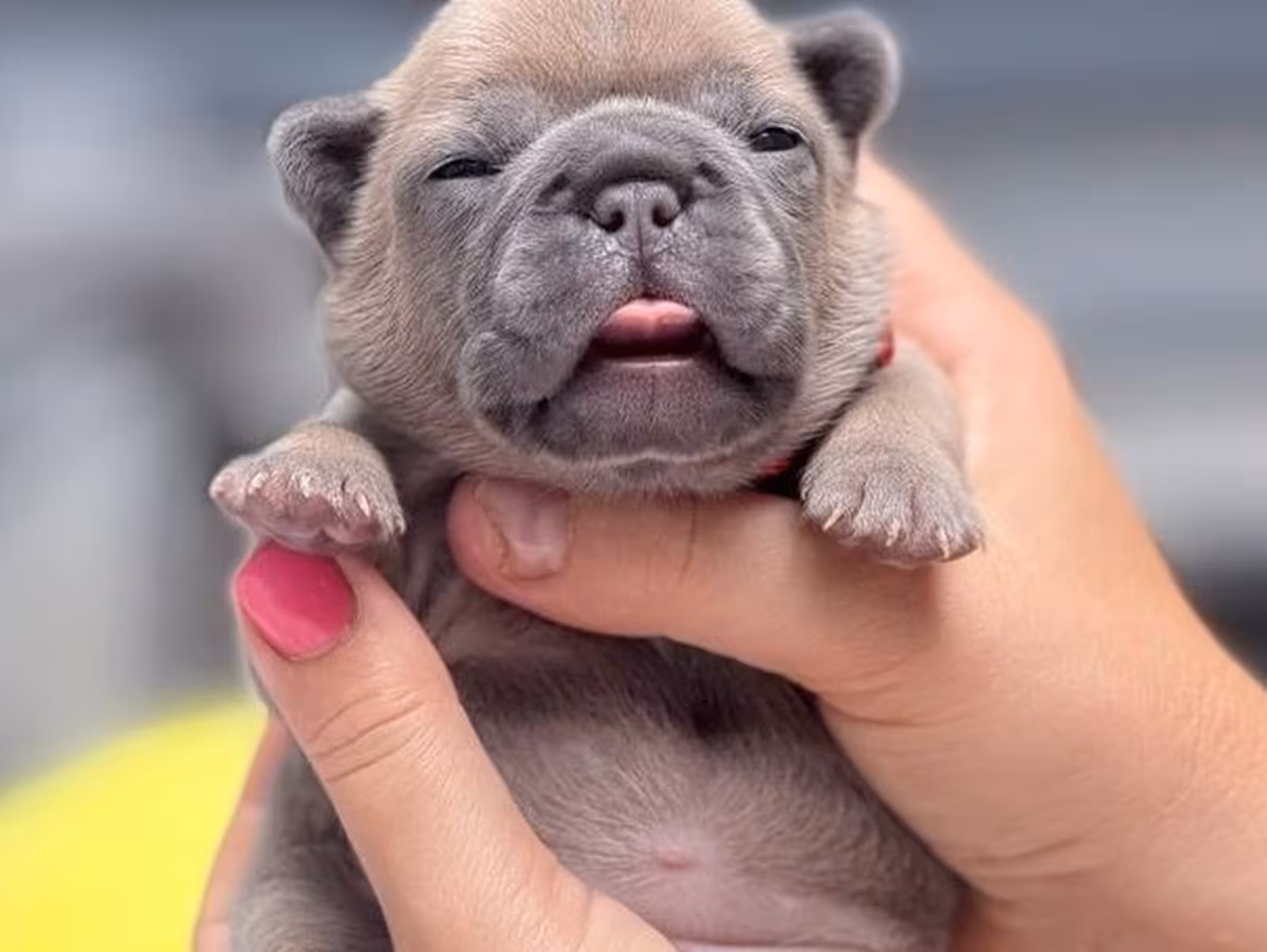 Adorable Fawn French Bulldog Female Puppy | AKC Registered | Cumming, GA