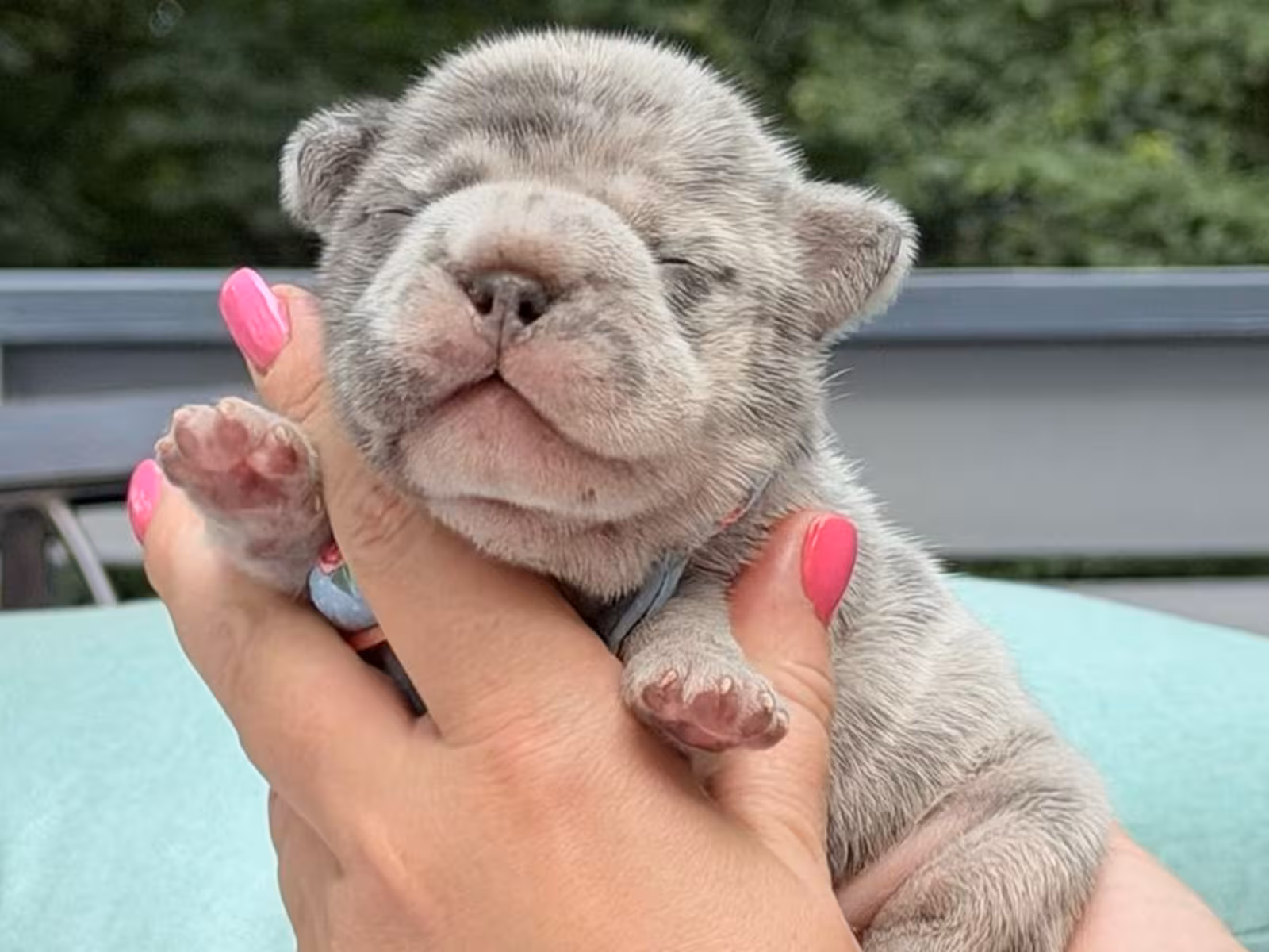 Exotic Light Blue Merle French Bulldog Male Puppy | AKC Registered | Cumming, GA