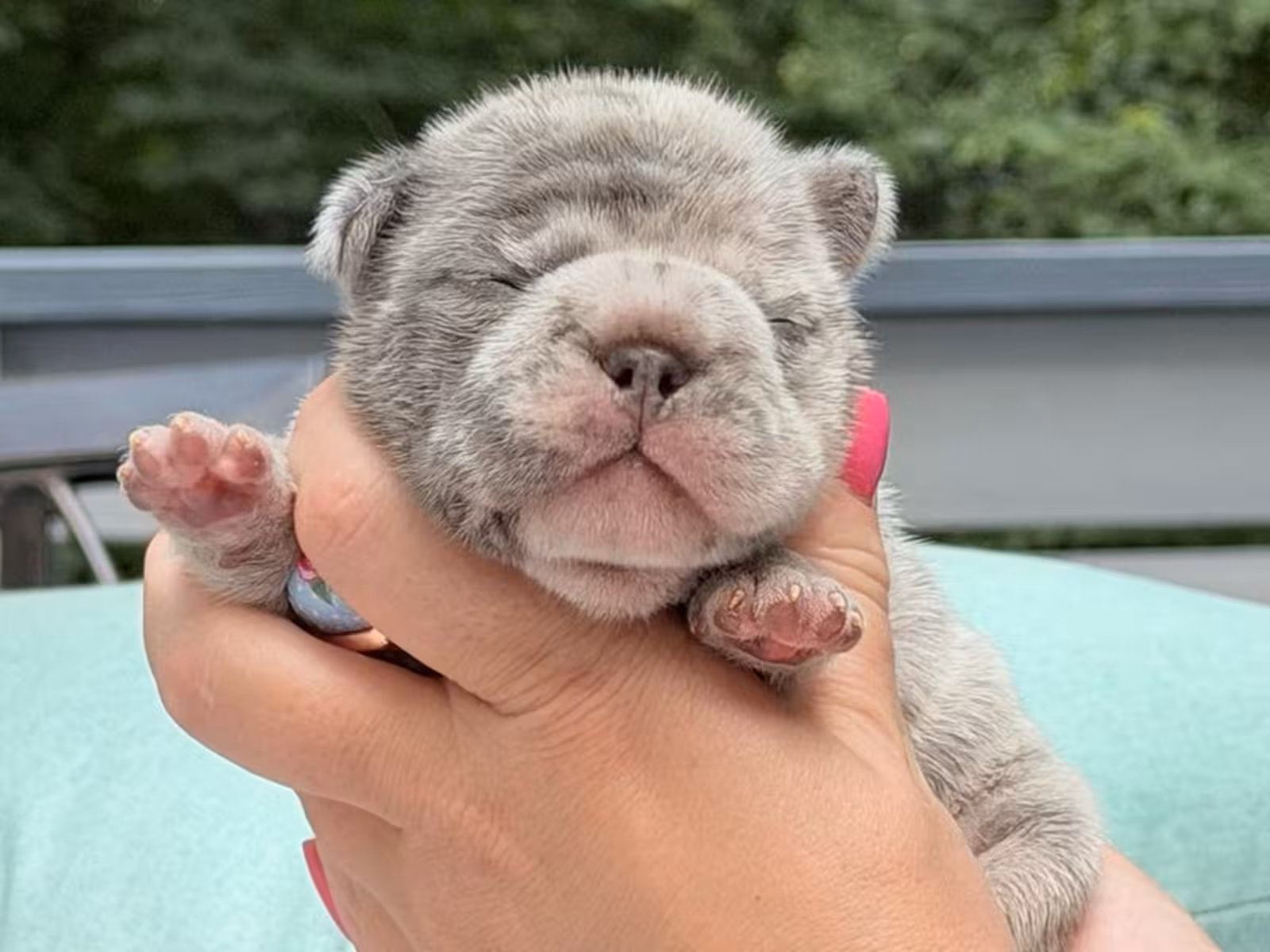 Exotic Light Blue Merle French Bulldog Male Puppy | AKC Registered | Cumming, GA