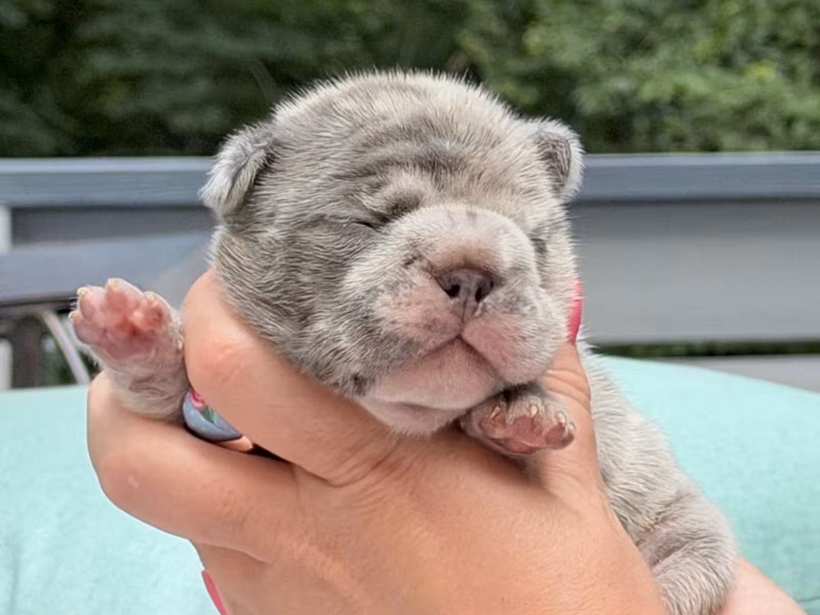Exotic Light Blue Merle French Bulldog Male Puppy | AKC Registered | Cumming, GA