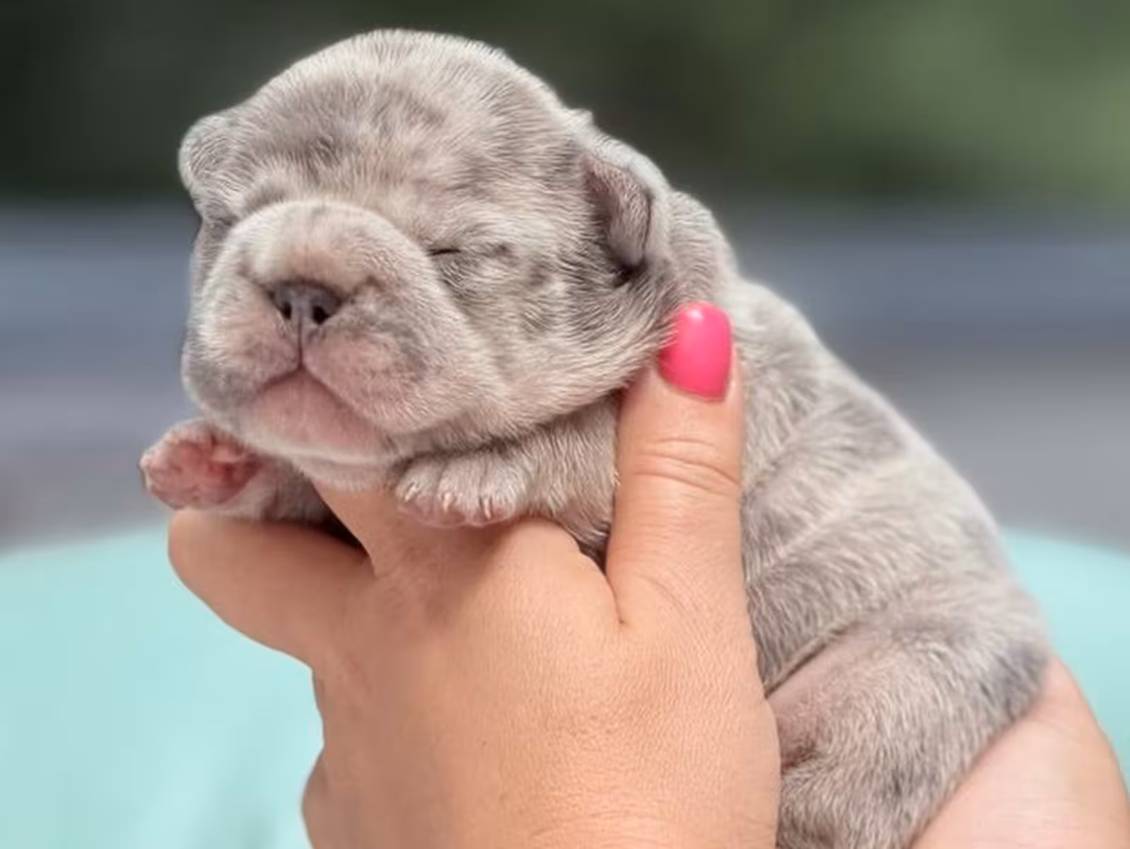 Exotic Light Blue Merle French Bulldog Male Puppy | AKC Registered | Cumming, GA