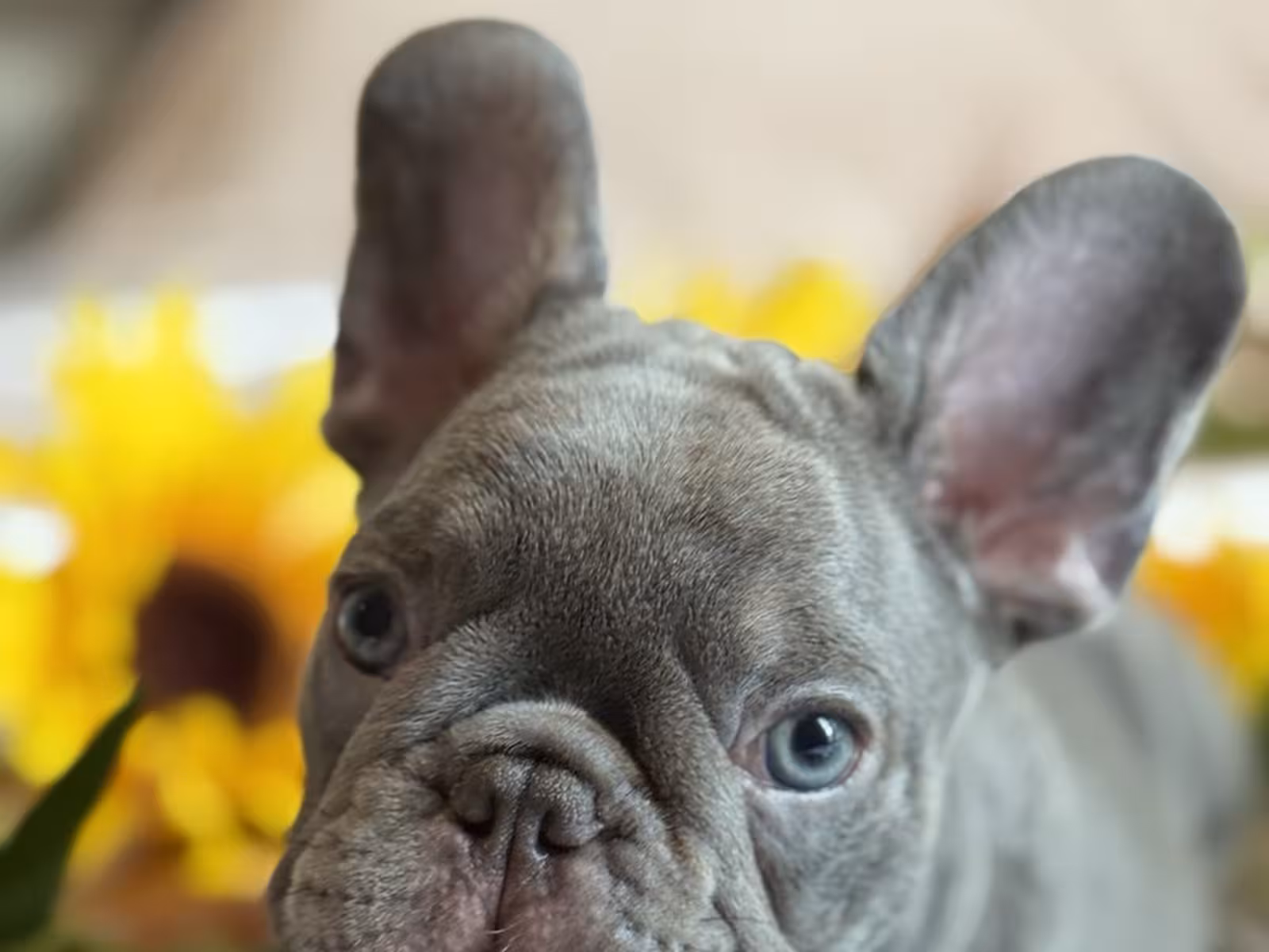Frech Bulldog 🐶 puppy 🐶 Male 🐶