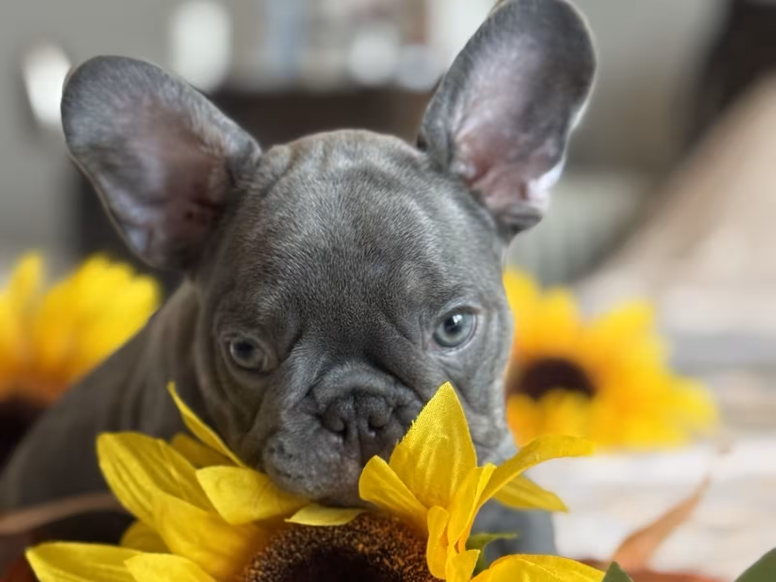 Frech Bulldog 🐶 puppy 🐶 Male 🐶