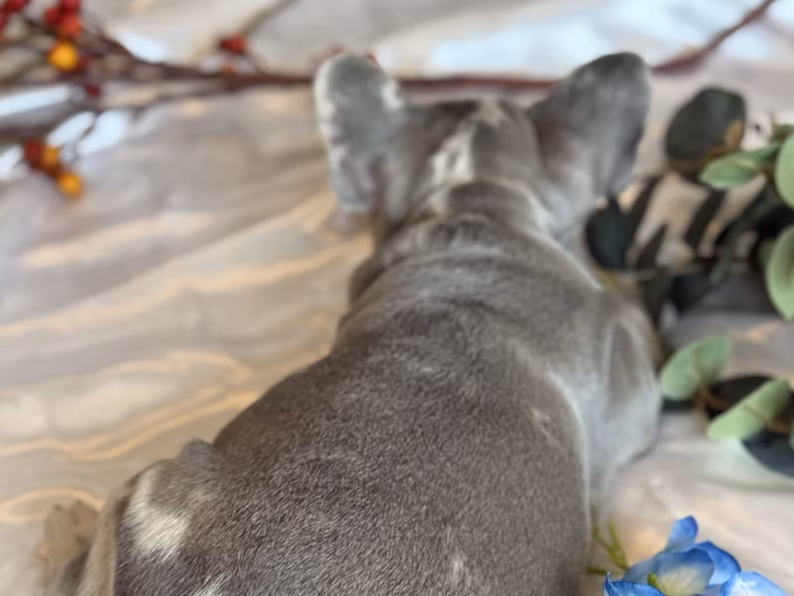 Frech Bulldog 🐶 puppy 🐶 Femal 🐶