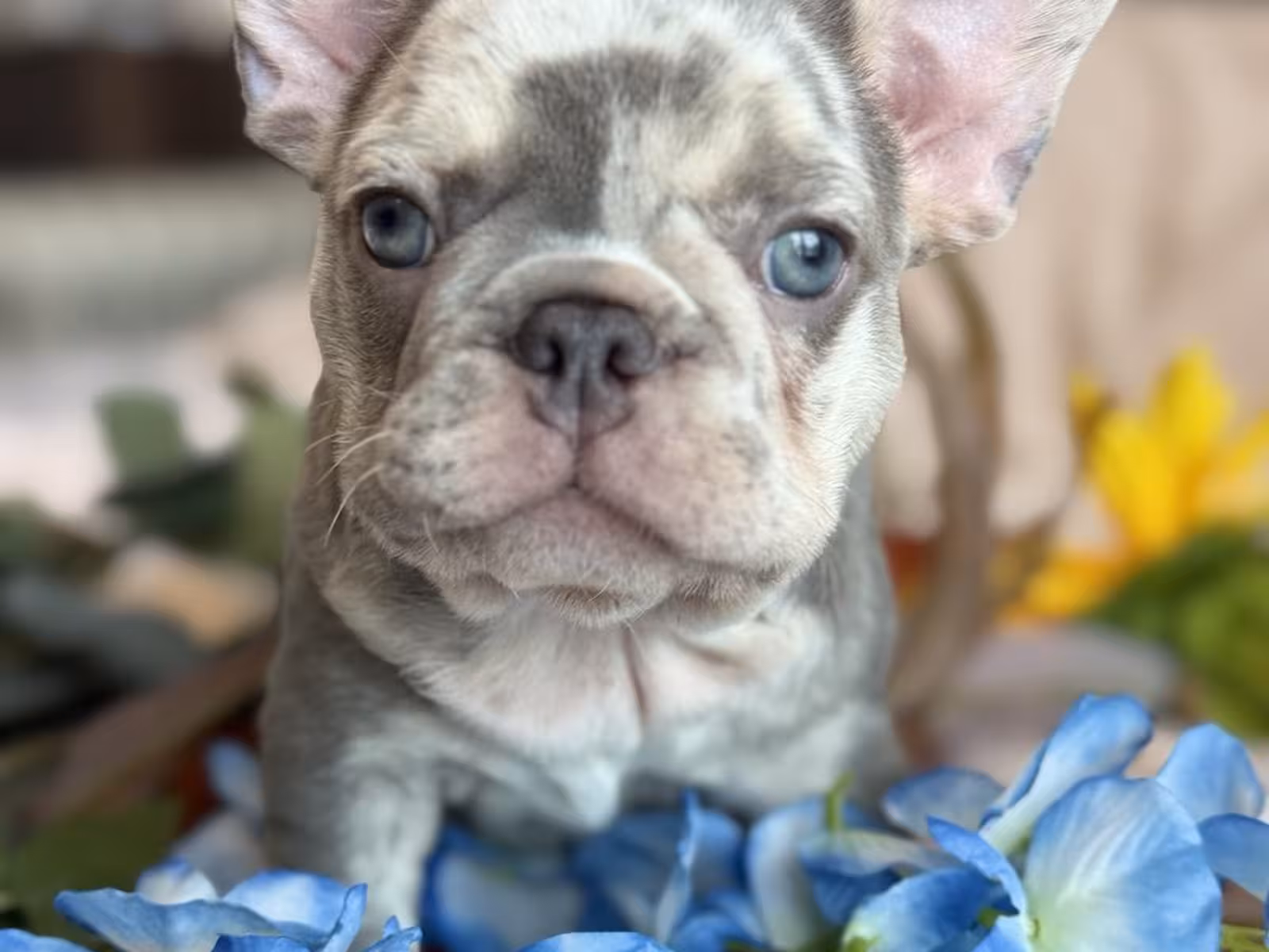 Frech Bulldog 🐶 puppy 🐶 Femal 🐶