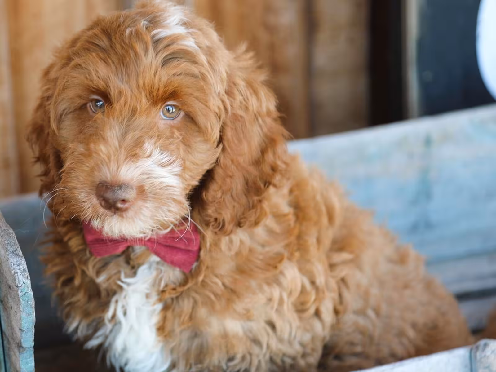 QUEENIE – GOLDENDOODLE PUPPY